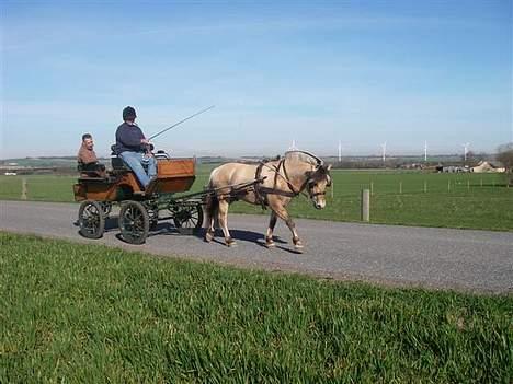 Fjordhest Cæsar Kaptain - Sååå..det er bare så hyggeligt at gøre alle glade i vognen billede 15