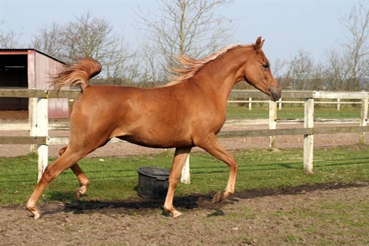 Arabisk fuldblod (OX) WML Jeenah Al Hawah - Jeenah 2 år april 2009 billede 16