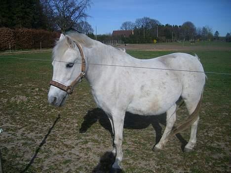 Dartmoor Frydenlunds Nekita - hun er blivet vidt tyyk ., ooppe og besøge Kita d.5/4 2007 billede 15