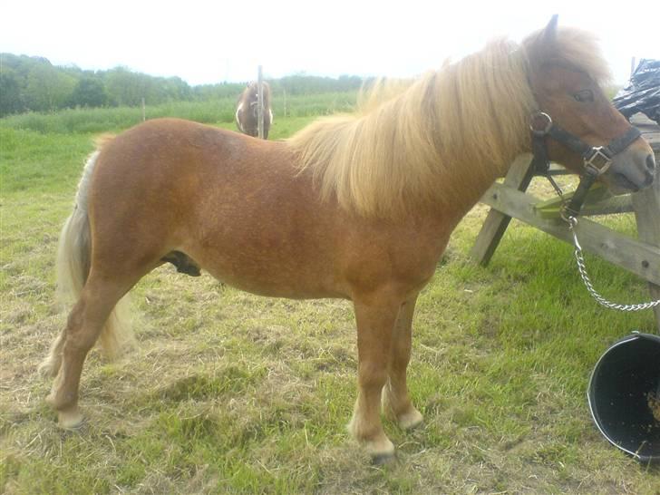 Shetlænder Lucky Player (Hingst) RIP - Rigtig sat op til udstilling :) billede 1