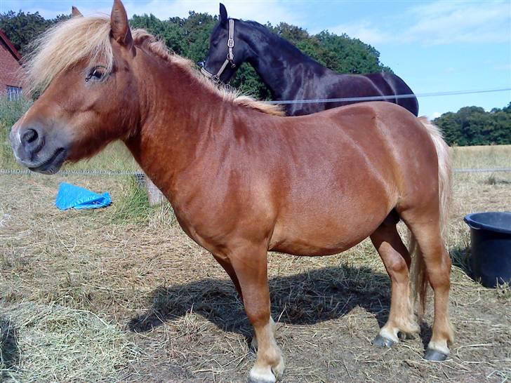 Shetlænder Lucky Player (Hingst) RIP - Sommer smuk i den nye løsdrift billede 4