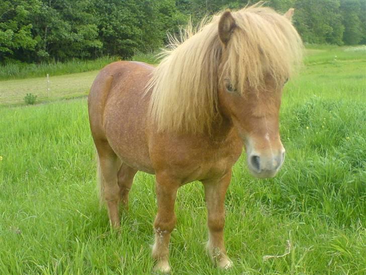 Shetlænder Lucky Player (Hingst) RIP - På fold da han stod med de to følhopper billede 6