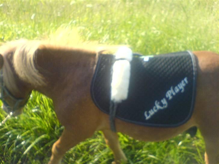 Shetlænder Lucky Player (Hingst) RIP - tilvænning af udstyr som 2 års billede 7
