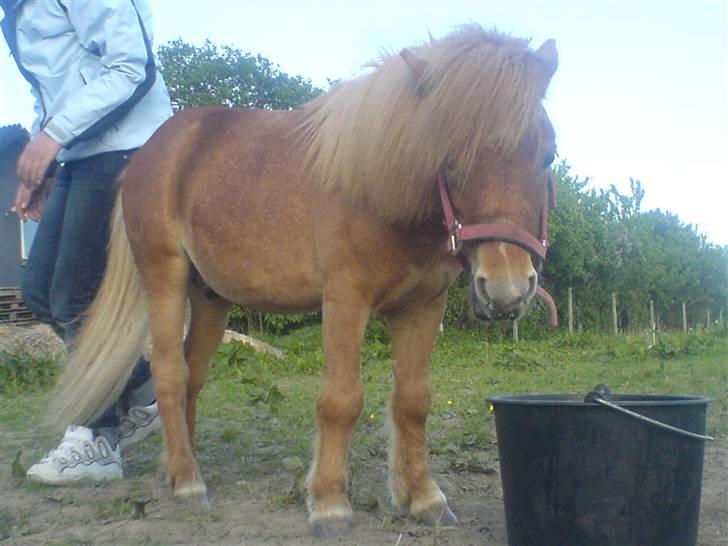 Shetlænder Lucky Player (Hingst) RIP - Ca. en md efter vi havde købt ham. 1 år gammel billede 8