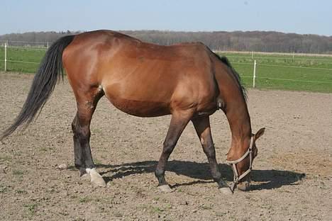 Trakehner Uniq Schwandro R.I.P. - 1 stk. meget tyk hest, der snart ska fole billede 19