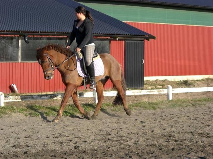 New Forest Beethoven >>SOLGT<< billede 1