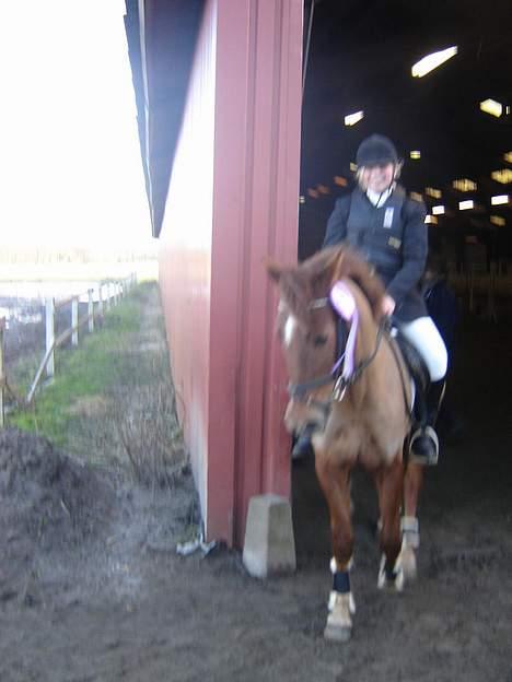 New Forest Beethoven >>SOLGT<< billede 2