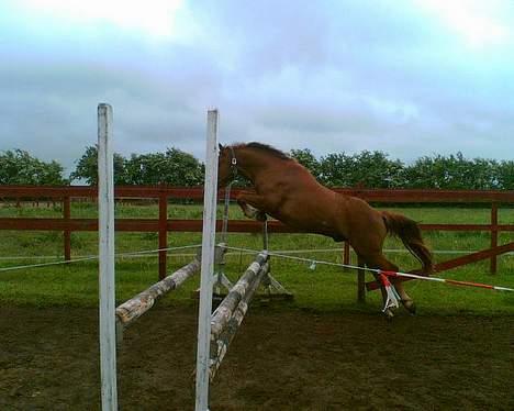 New Forest Beethoven >>SOLGT<< billede 3