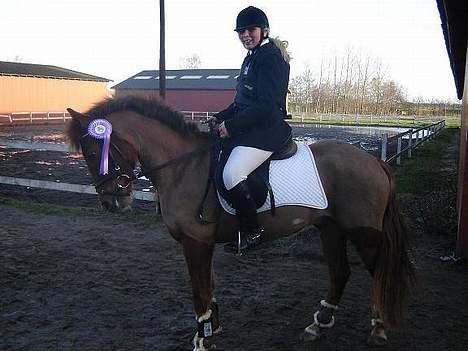 New Forest Beethoven >>SOLGT<< billede 4