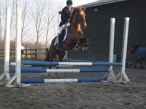 New Forest Beethoven >>SOLGT<< billede 5