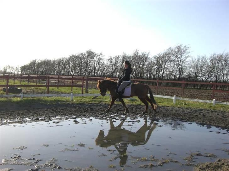 New Forest Beethoven >>SOLGT<< billede 6