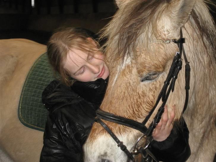 Fjordhest Daisi - 16: billede 16