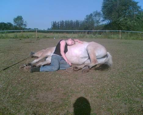 Fjordhest Daisi - 2: vi faldt lige i søvn billede 2