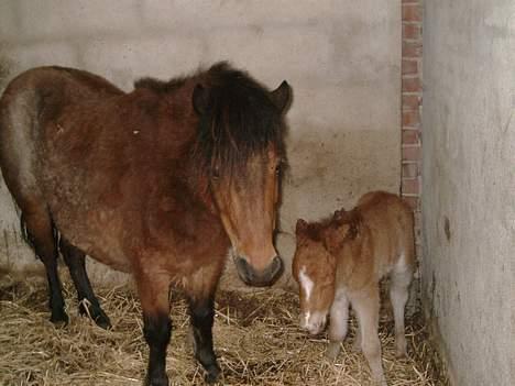 Shetlænder stella (solgt) billede 1
