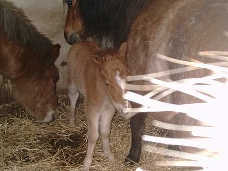 Shetlænder stella (solgt) billede 2