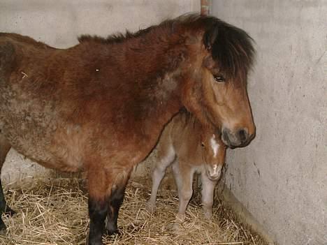 Shetlænder stella (solgt) billede 3