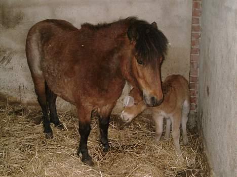 Shetlænder stella (solgt) billede 4