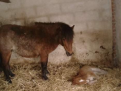 Shetlænder stella (solgt) billede 5