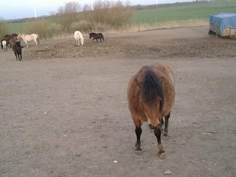 Shetlænder stella (solgt) billede 6