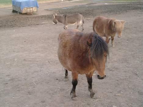 Shetlænder stella (solgt) billede 7