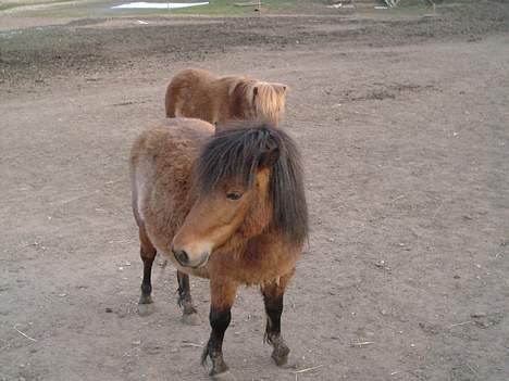 Shetlænder stella (solgt) billede 8