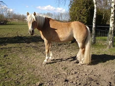 Tyroler Haflinger Wacholder *solgt' billede 8