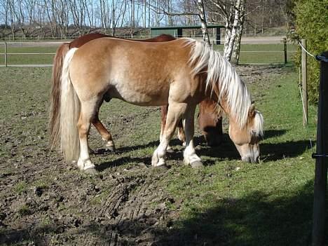 Tyroler Haflinger Wacholder *solgt' billede 10