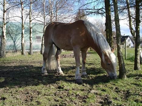 Tyroler Haflinger Wacholder *solgt' billede 11