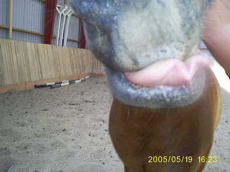 DSP MILAN - <3 billede 6