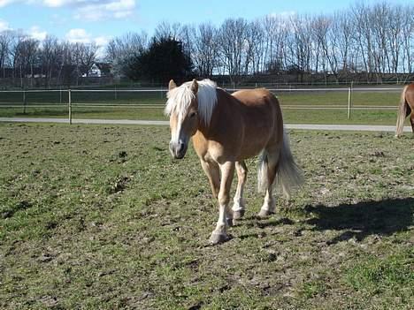 Tyroler Haflinger Wacholder *solgt' billede 13