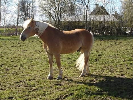 Tyroler Haflinger Wacholder *solgt' billede 14