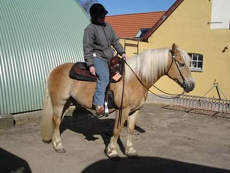 Tyroler Haflinger Wacholder *solgt' billede 16