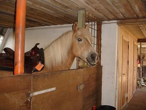 Tyroler Haflinger Wacholder *solgt' billede 17