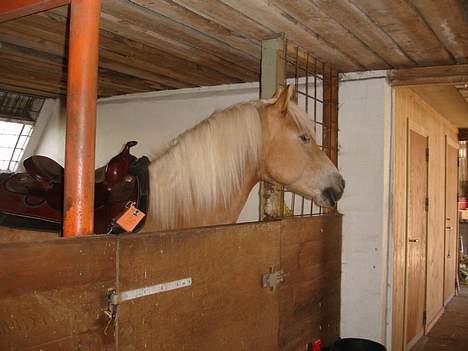 Tyroler Haflinger Wacholder *solgt' billede 18