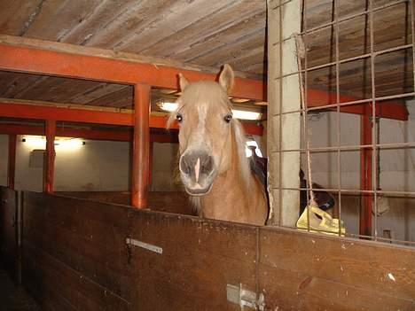 Tyroler Haflinger Wacholder *solgt' billede 19