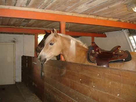 Tyroler Haflinger Wacholder *solgt' billede 20