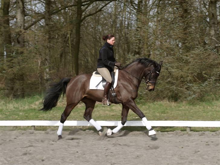 Dansk Varmblod Sundorfs Manon  - Sundorfs Manon 6. april 2009 billede 1