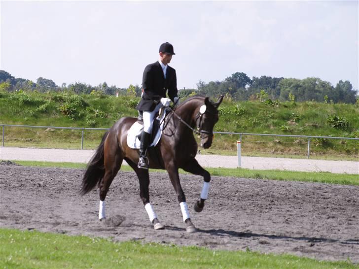 Dansk Varmblod Sundorfs Manon  - Forår 2007 billede 2