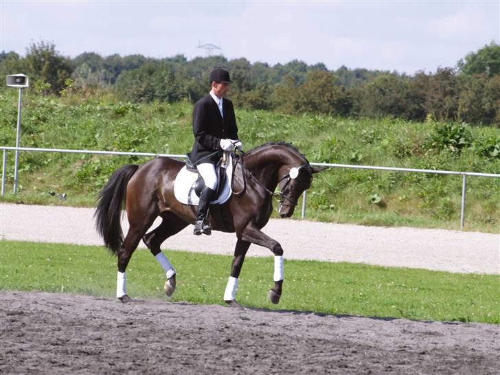 Dansk Varmblod Sundorfs Manon  billede 3