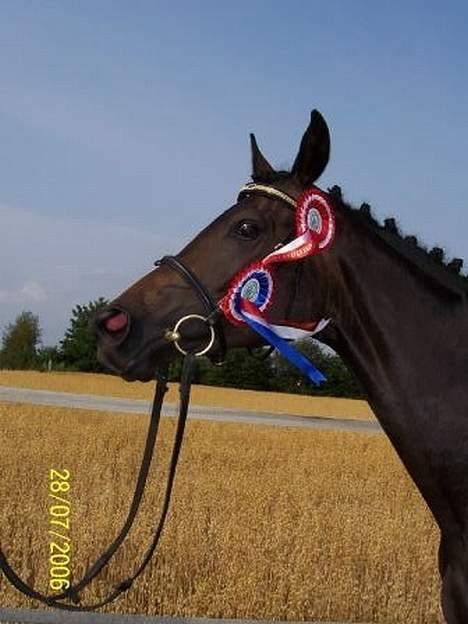 Dansk Varmblod Sundorfs Manon  - Manon 2 år. billede 4