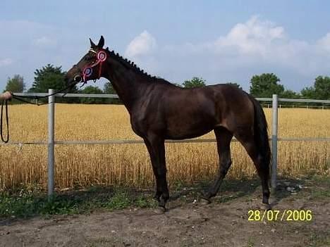 Dansk Varmblod Sundorfs Manon  - Manon i "festtøjet" billede 5