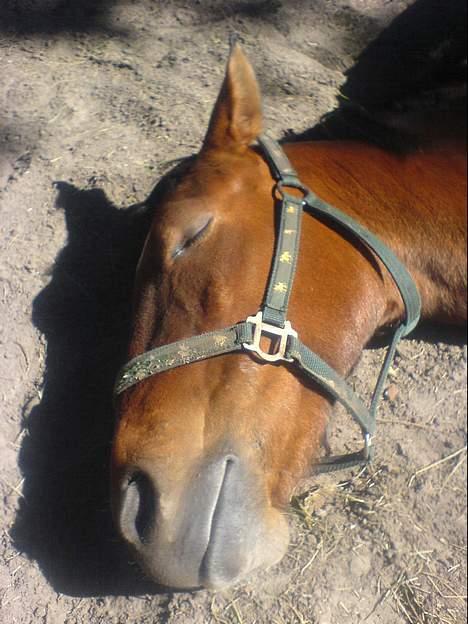 Oldenborg Sille - Jeg får lige mig en lur. billede 16