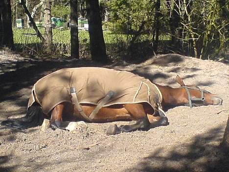 Oldenborg Sille billede 17