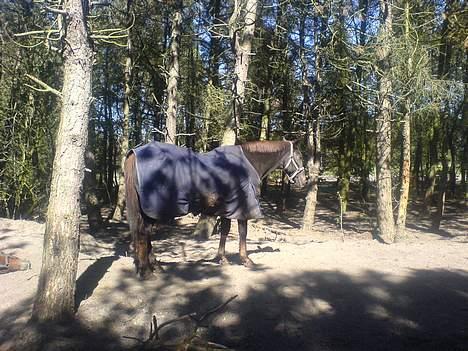 Fuldblod (XX) Linka - Jeg står lige og holder vagt. billede 6