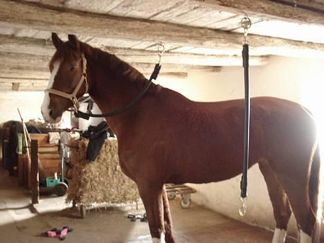 Hollandsk Varmblod Rolanda *DøD*:( - #1. billede 1