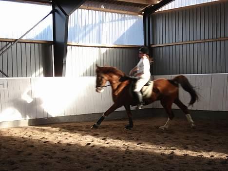 Hollandsk Varmblod Rolanda *DøD*:( - #9. billede 9