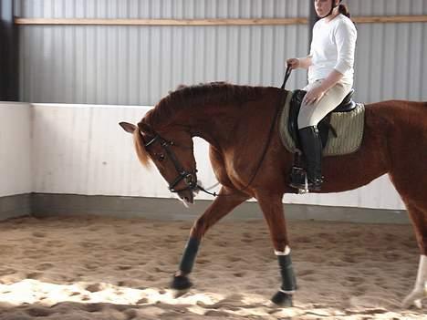 Hollandsk Varmblod Rolanda *DøD*:( - #10. billede 10