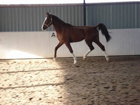 Hollandsk Varmblod Rolanda *DøD*:( - #12. billede 12