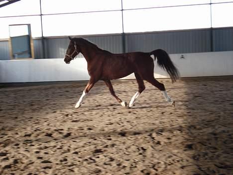 Hollandsk Varmblod Rolanda *DøD*:( - #13. billede 13