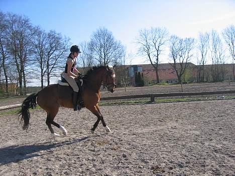 Dansk Varmblod Munks Berdo *Solgt* - Min dejlige Berdo skat, i sin helt uimodståelige fantastiske galop, synd jeg kom til at læne mig frem :D <3 billede 10